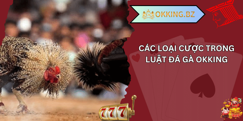 luật đá gà okking 02