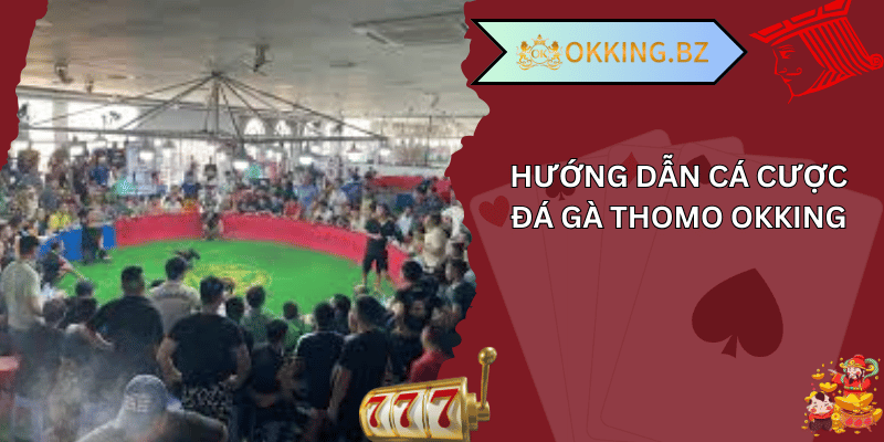  đá gà thomo okking 02
